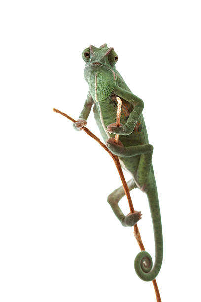 istock Isolated exotic pet green chameleon 134570327