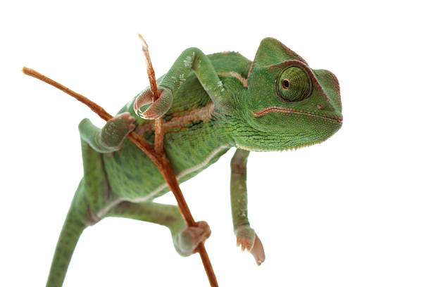 istock Isolated exotic pet green chameleon 134570330
