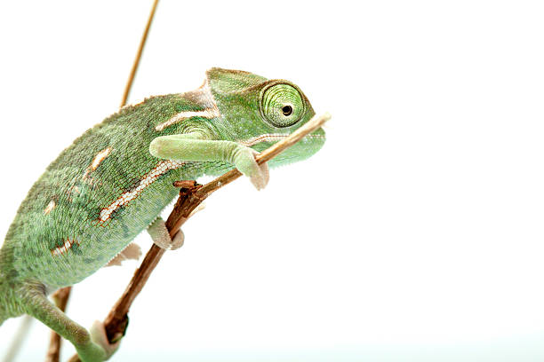 istock Isolated exotic pet green chameleon 134570333