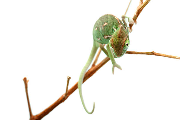 istock Isolated exotic pet green chameleon 134570350