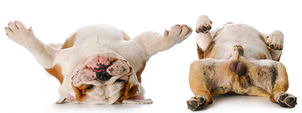 istock dog heads and tails 134570376