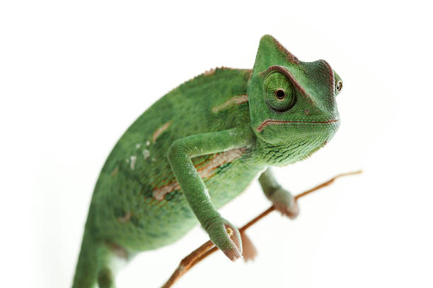 touche les animaux exotiques vert caméléon - yemen chameleon photos et images de collection