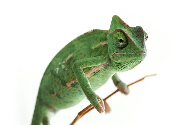 絶縁エキゾチックな pet グリーン chameleon - yemen chameleon ストックフォトと画像