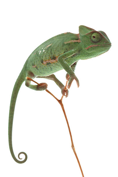 istock A green chameleon standing on a twig 134570382
