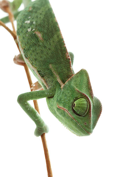 istock Isolated exotic pet green chameleon 134570414