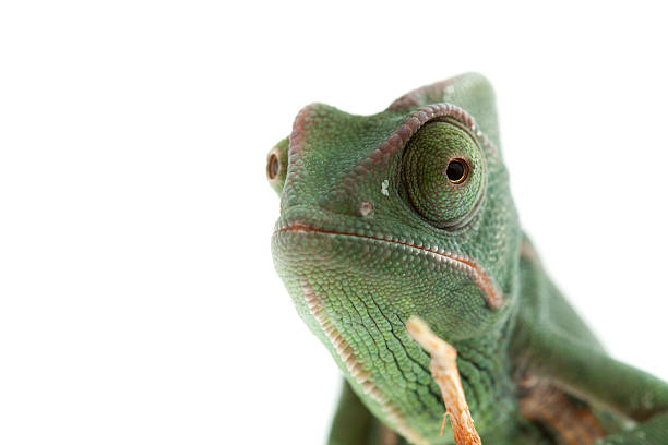 istock Isolated exotic pet green chameleon 134570427