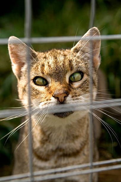istock Cross-eyed cat 134570440