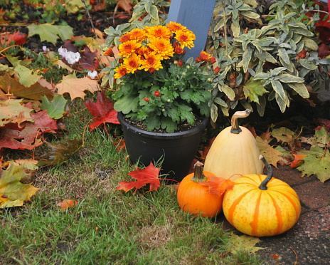 Fall harvested apples with pumpkin and squash for beautiful display during autumn season in landscaped backyard
