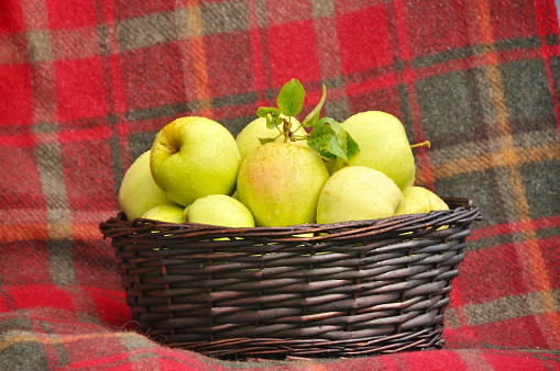 Fall harvested apples from fresh you pick farm during autumn season