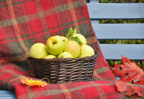 Fall harvested apples from fresh you pick farm during autumn season
