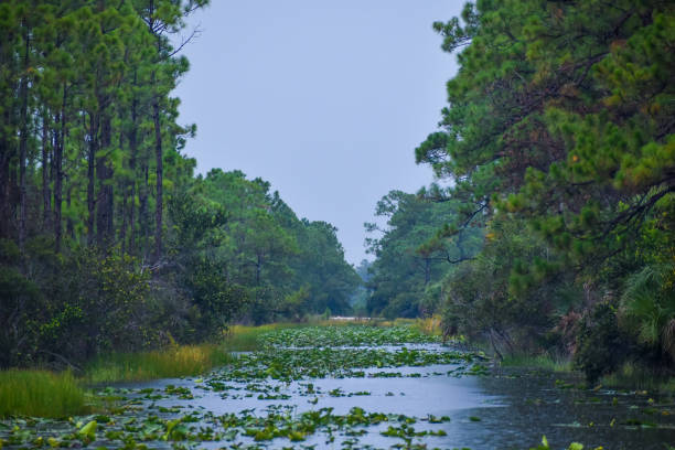 istock Florida swamp on a rainy day 1345705329