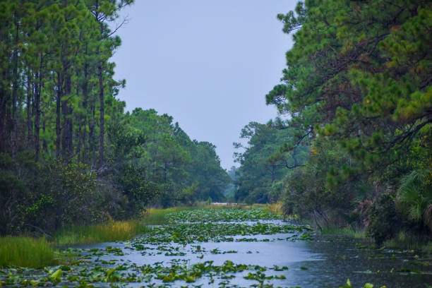 Florida swamp on a rainy day stock photo
