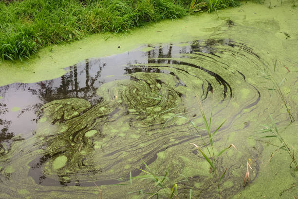 spiral pattern in water with duckweed - duckweed imagens e fotografias de stock