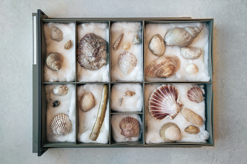 Box with shells from the North Sea, used for determination in biology class.