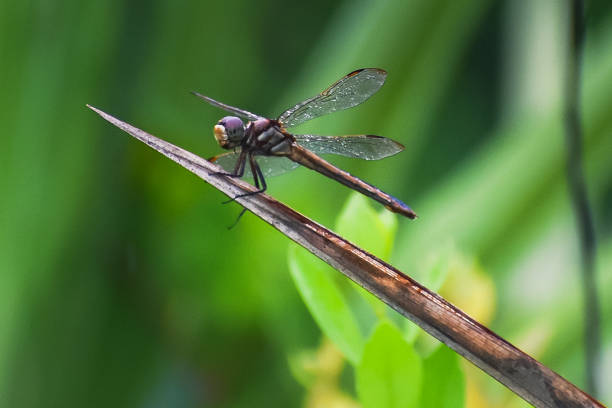 Roseate skimmer female dragonfly in swamp stock photo