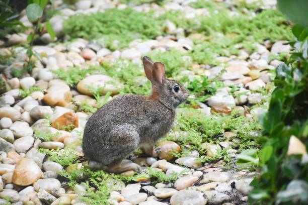 Sylvilagus palustris aka Marsh Rabbit in grass stock photo