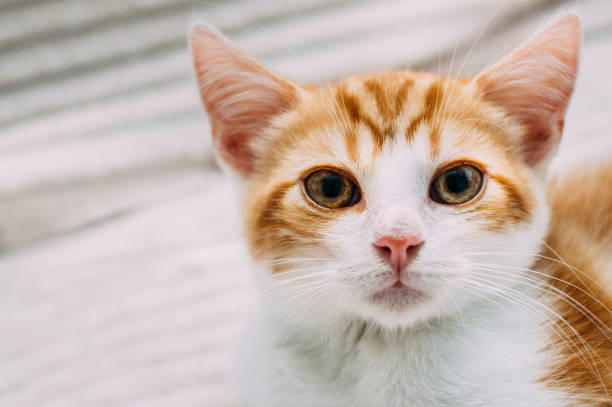 istock Close-up portrait of cute ginger kitten 1345709449