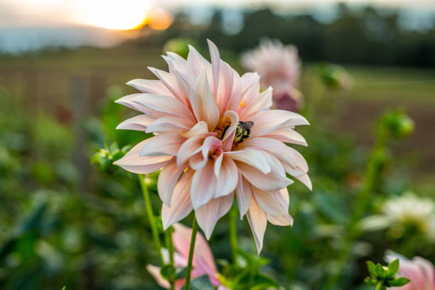 Dazzling dahlias and sunset skies