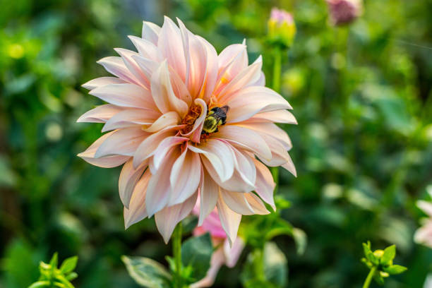 istock Dazzling dahlias and sunset skies 1345709802