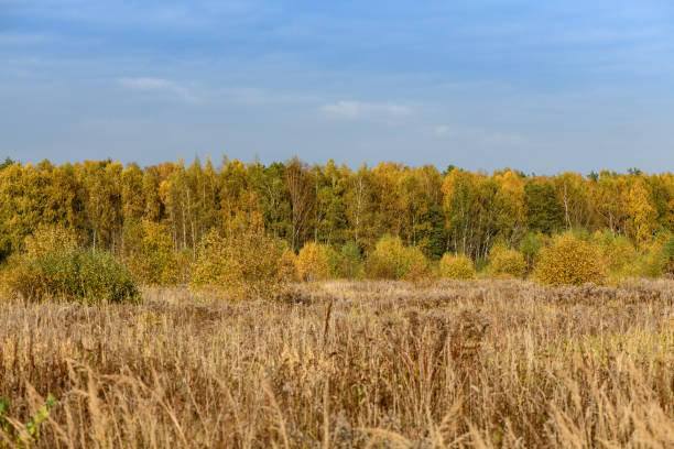 istock Yellow fall forest in sunny day with blue sky 1345710695