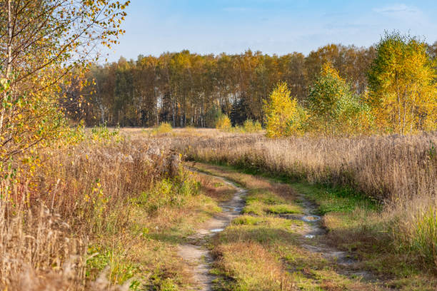 сельский фон грунтовой дороги, извивающейся через желтое осеннее поле. - prairie sky grass large �стоковые фото и изображения