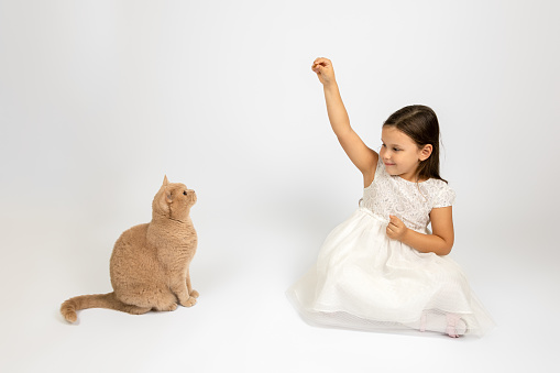 full-length portrait of a cheerful girl in a white dress sitting cross-legged on the floor and training a red British cat, isolated on a white background.