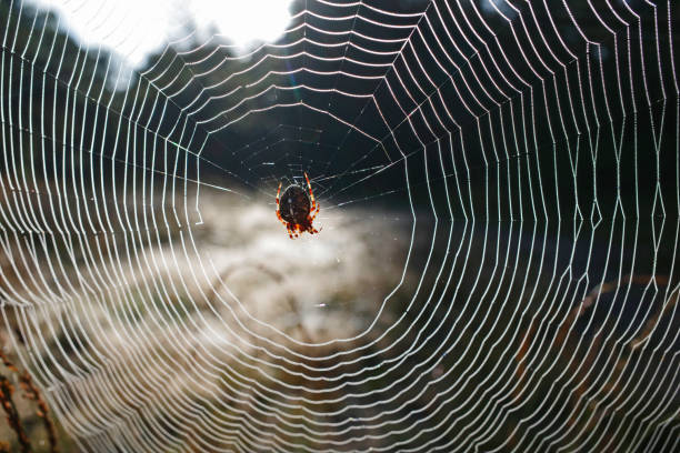istock A spider with a cross on its back in the middle of its web 1345711736