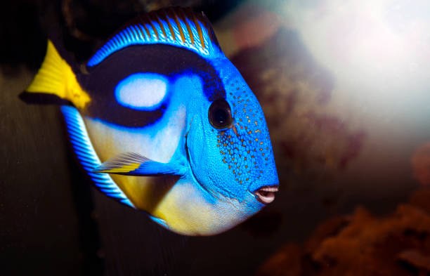 istock Blue tang (paracanthurus hepatus) fish close up view 1345712071