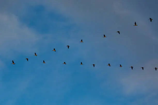 Canada geese (Branta canadensis) flying in a V formation in a blue sky, horizontal