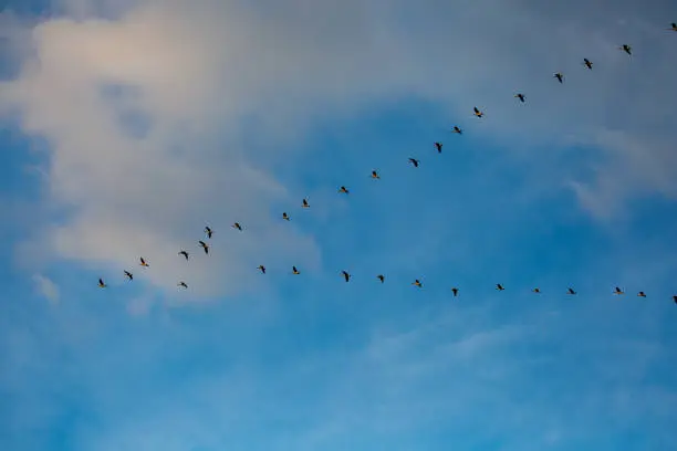 Canada geese (Branta canadensis) flying in a V formation in a blue sky, horizontal