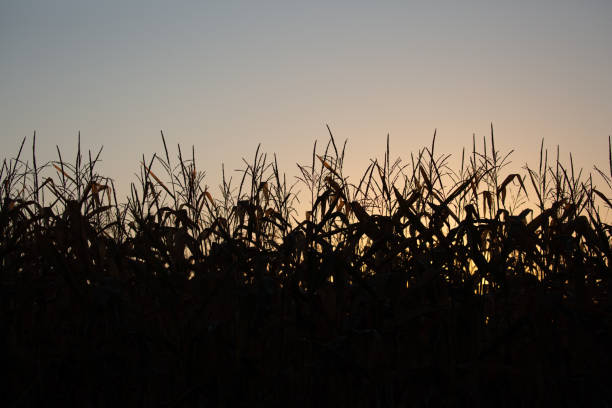 Silhouette of a cornfield in late September, horizontal