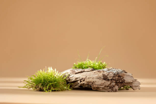 istock Composition of bark tree and moss on pastel background. Abstract podium for organic cosmetic products. Natural stand for presentation and exhibitions. Minimal style 1345713187