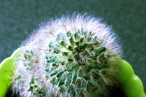 Close-up of golden ball cactus, top view