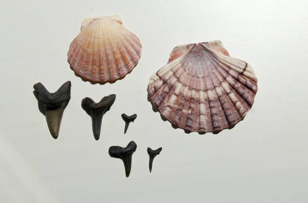 istock fossil shark teeth and scallops with a white background 1345713258