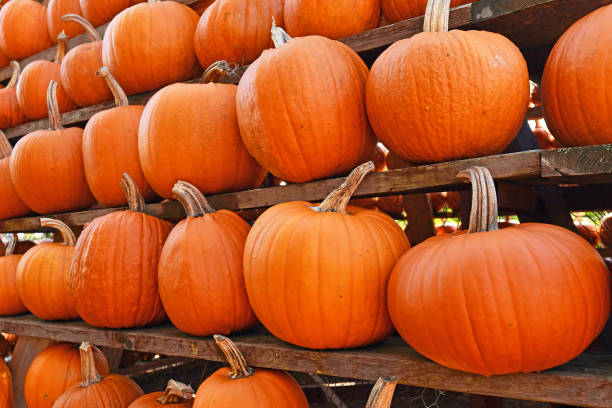 istock Orange Halloween pumpkins 1345713601