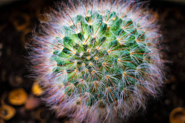 Single barrel cactus, top view. Close up cactus, texture detail