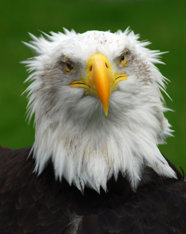 A 'cross eyed' Bald Eagle