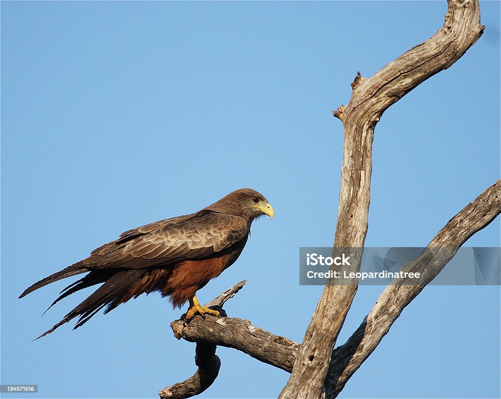 Yellow-Rechnung Kite (Milvus Aegyptius - Lizenzfrei Braun Stock-Foto