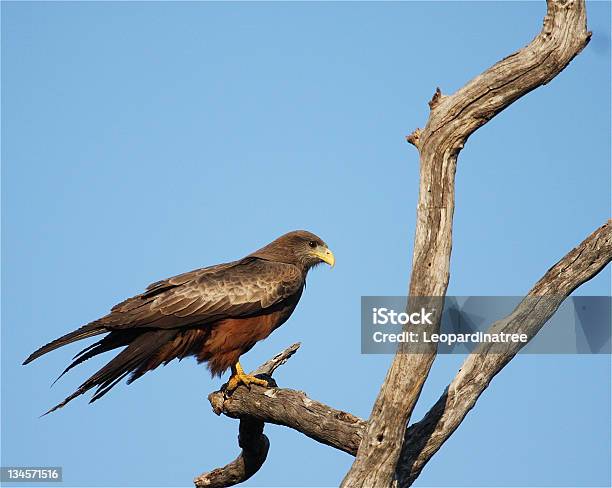 Yellowrechnung Kite Milvus Aegyptius Stockfoto und mehr Bilder von Braun - Braun, Feder, Fotografie