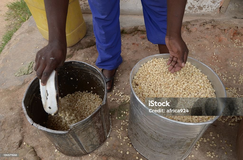 corn metal container with corn Africa Stock Photo