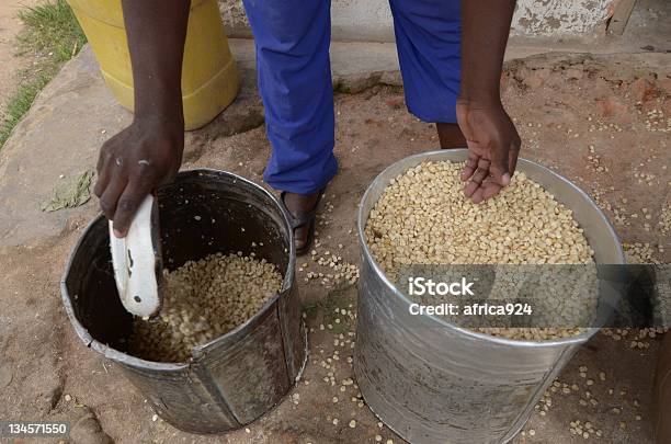 Corn Stock Photo - Download Image Now - Africa, Corn, Seed