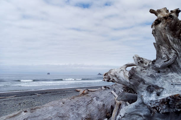 istock Beautiful Pacific Coast in the Olympic National Park. 1345715662