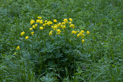 A group of Globeflowers, Trollius europaeus blooming during late spring in Northern Europe.