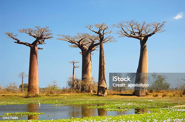 Dry Land With Tall Baobabs Next To A Small Oasis With Water Stock Photo - Download Image Now