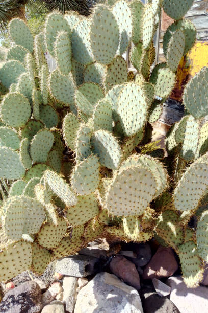 istock Cactus texture background. Cactus in the desert. 1345717252