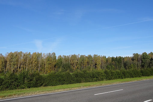 country road on the background of the forest on a sunny day in spring or summer