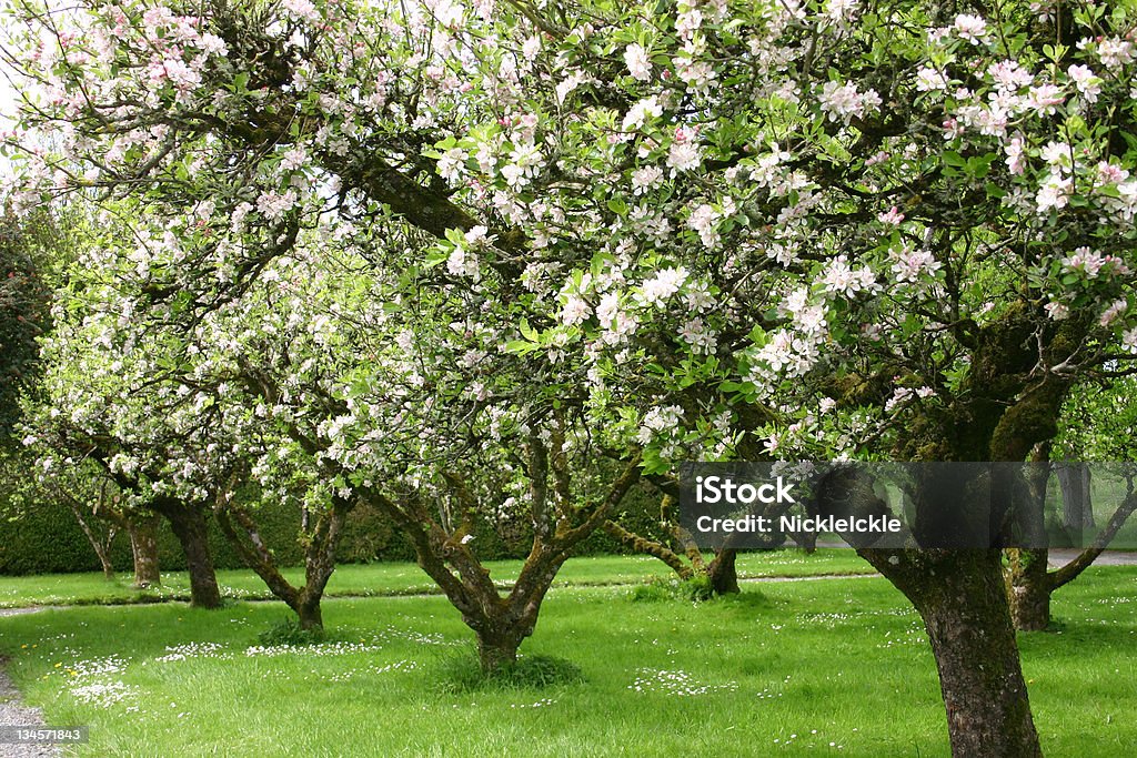 Meleto - Foto stock royalty-free di Albero