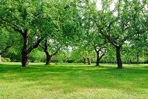 istock Overview of vivid green fruit orchard 134571911