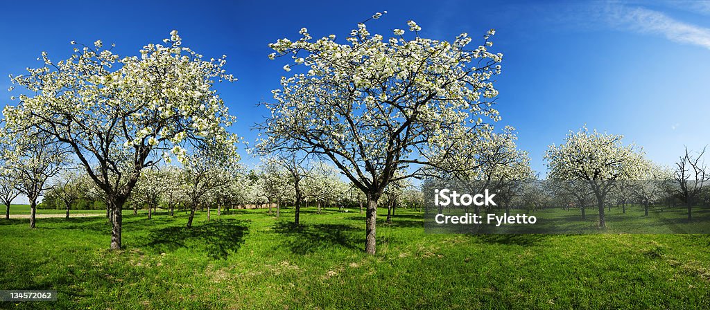 Apple-Rillen - Lizenzfrei Agrarbetrieb Stock-Foto