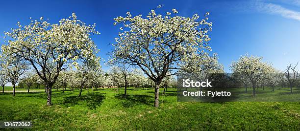Applerillen Stockfoto und mehr Bilder von Agrarbetrieb - Agrarbetrieb, Ast - Pflanzenbestandteil, Baum